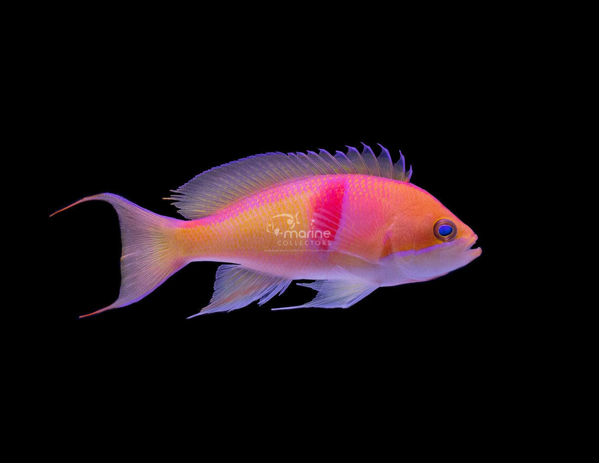 Red Belted Anthias-Marine Collectors