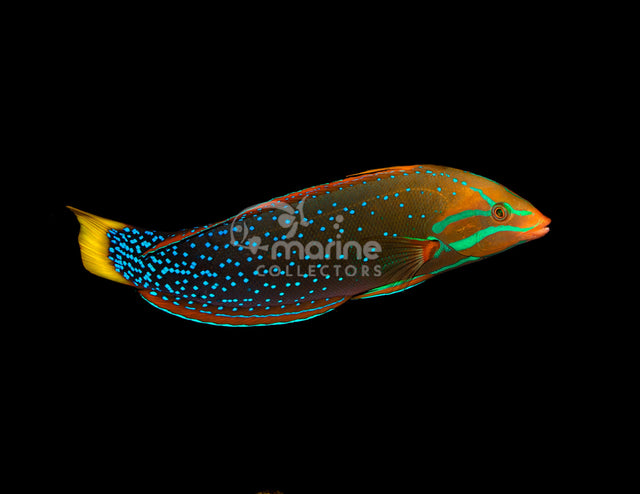 Red Coris Wrasse-Marine Collectors