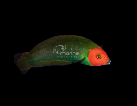 Red Head Wrasse-Marine Collectors
