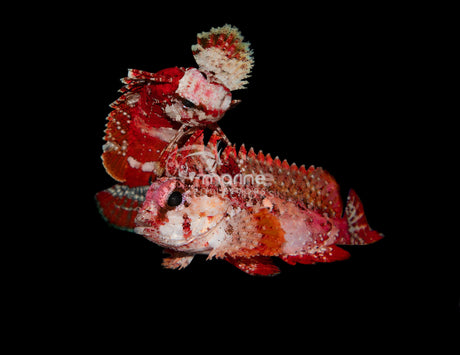 Red Rooster Waspfish-Marine Collectors