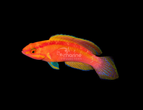 Rose Band Fairy Wrasse-Marine Collectors