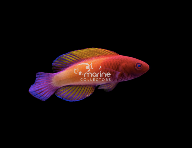 Rosy Scale Wrasse-Marine Collectors
