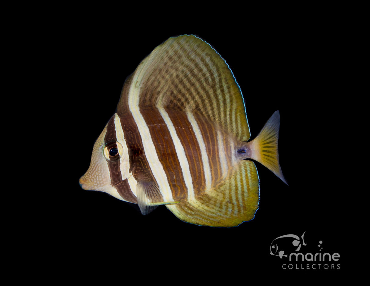 Sailfin Tang-Marine Collectors