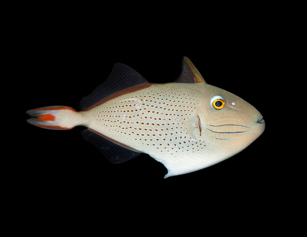 Triggerfish Filefish Filefish & Triggerfish – Marine Collectors