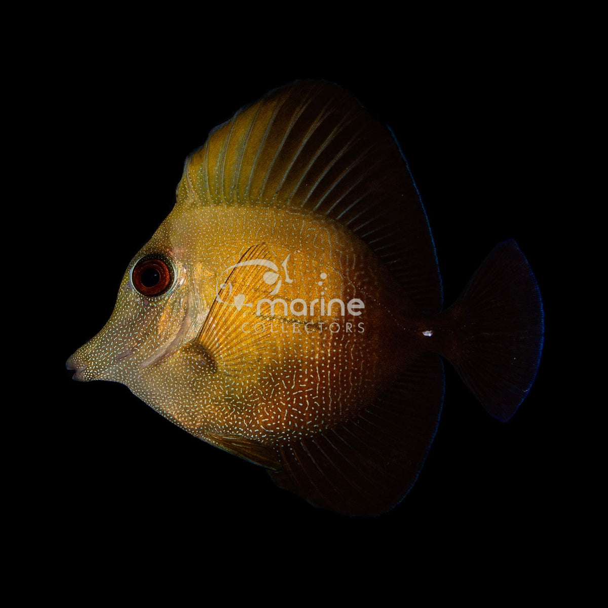 Scopas Tang - Saltwater Fish – Marine Collectors