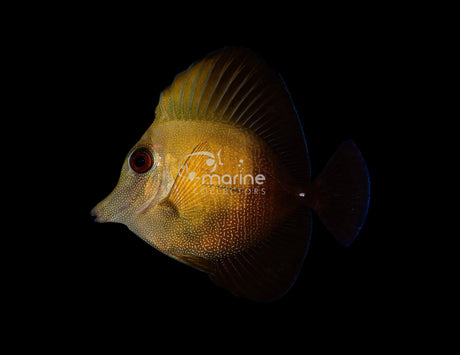 Scopas Tang-Marine Collectors