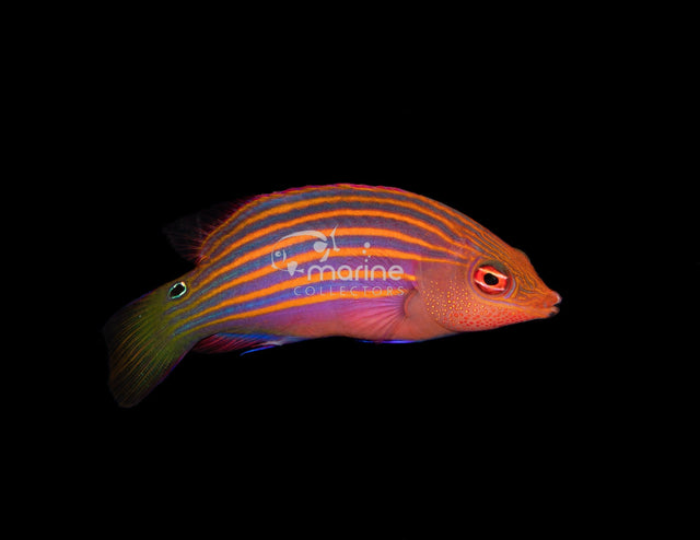 Six Line Wrasse-Marine Collectors