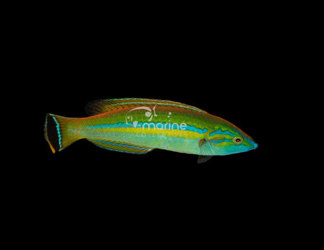 Small Tail Pencil Wrasse-Marine Collectors