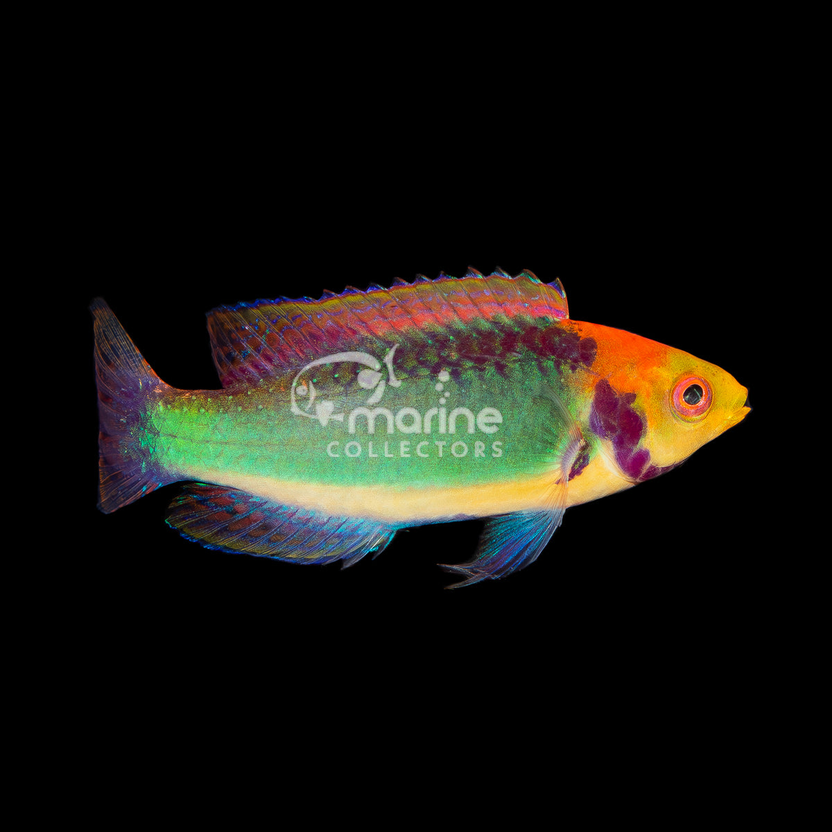 Red Head Solon Fairy Wrasse | Saltwater Fish – Marine Collectors