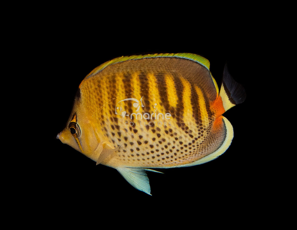 Spot Band Butterflyfish-Marine Collectors