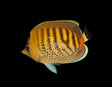 Spot Band Butterflyfish-Marine Collectors