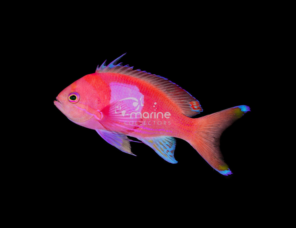 Square Anthias-Marine Collectors