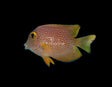Square Tail Tang-Marine Collectors