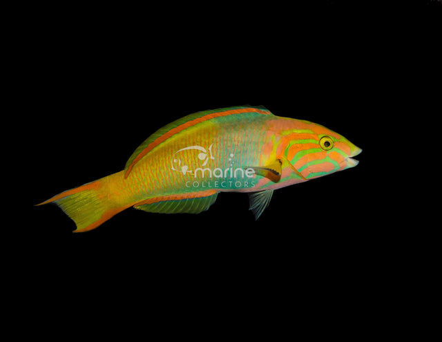 Sunset Wrasse-Marine Collectors