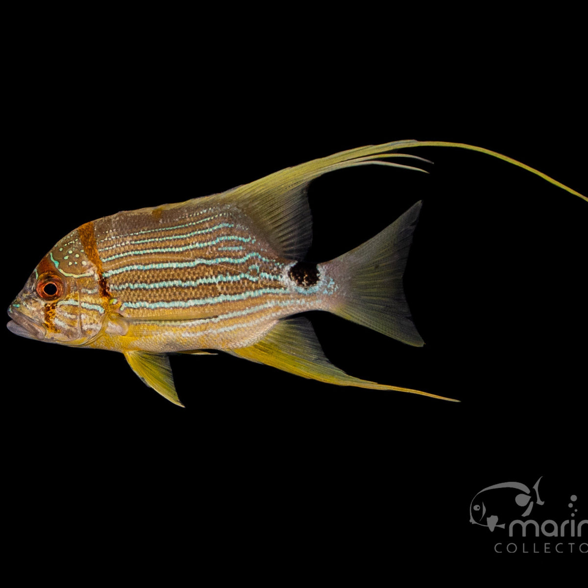 Threadfin Snapper - Saltwater Fish Shop | Marine Aquariums – Marine ...