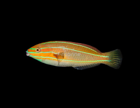 Three Lined Rainbow Wrasse (PAIR)-Marine Collectors