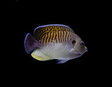 Tiger Angelfish-Marine Collectors