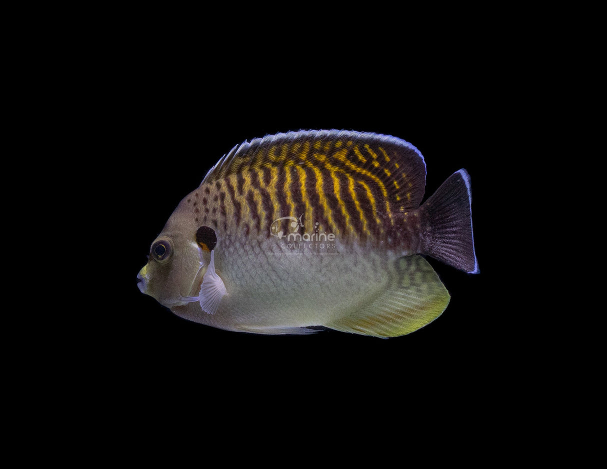 Tiger Angelfish-Marine Collectors