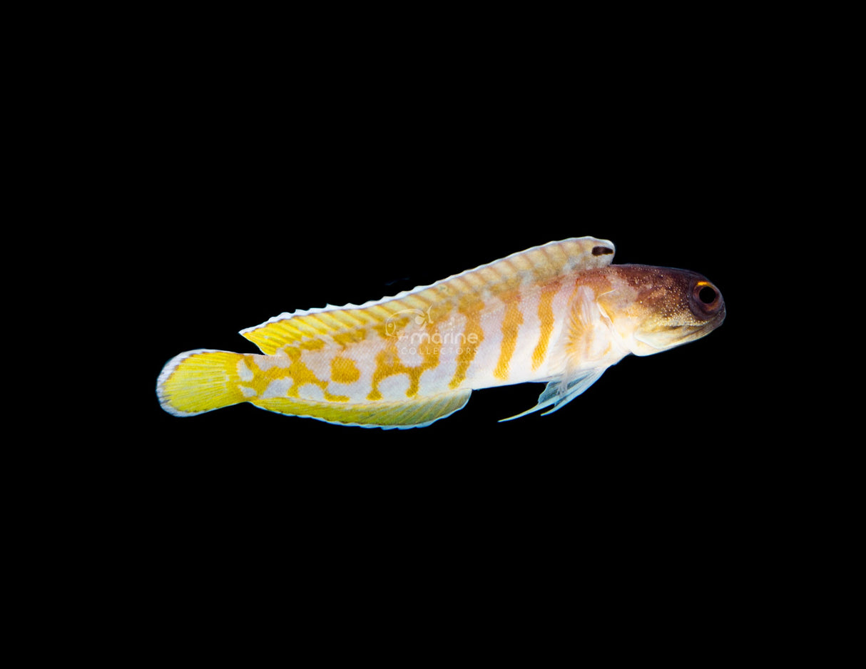 Tiger Jawfish-Marine Collectors