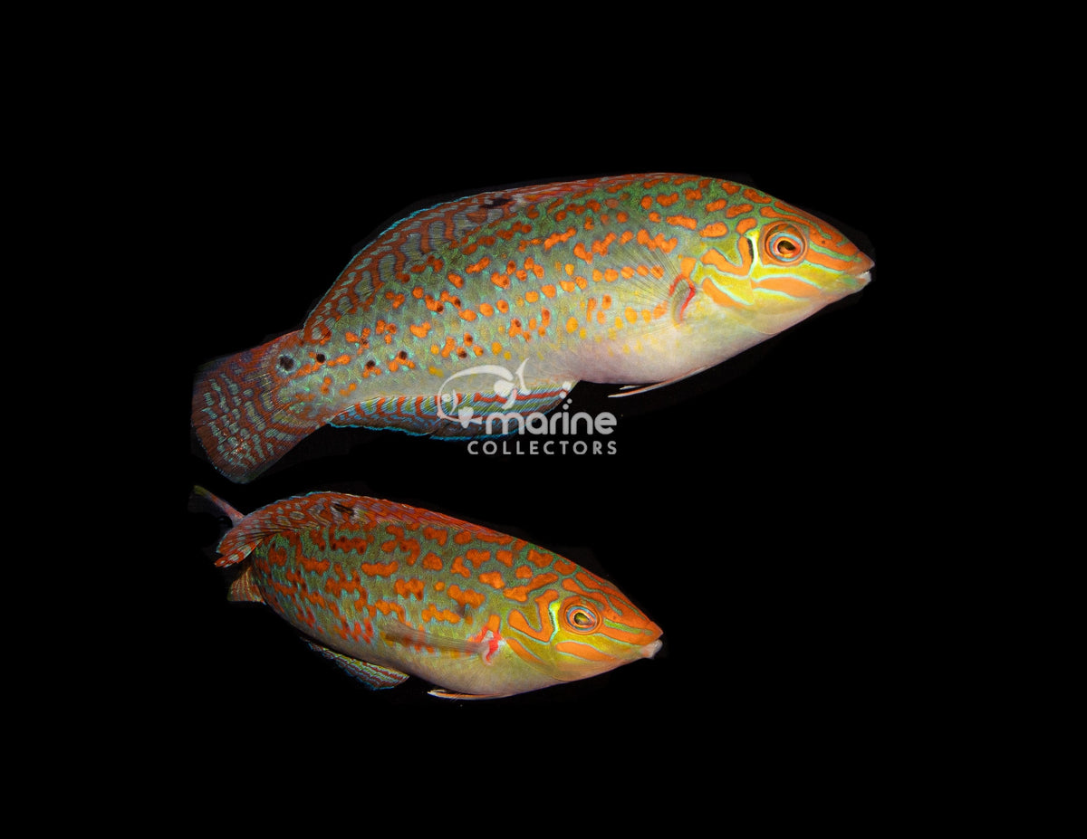 Wrasses – Marine Collectors