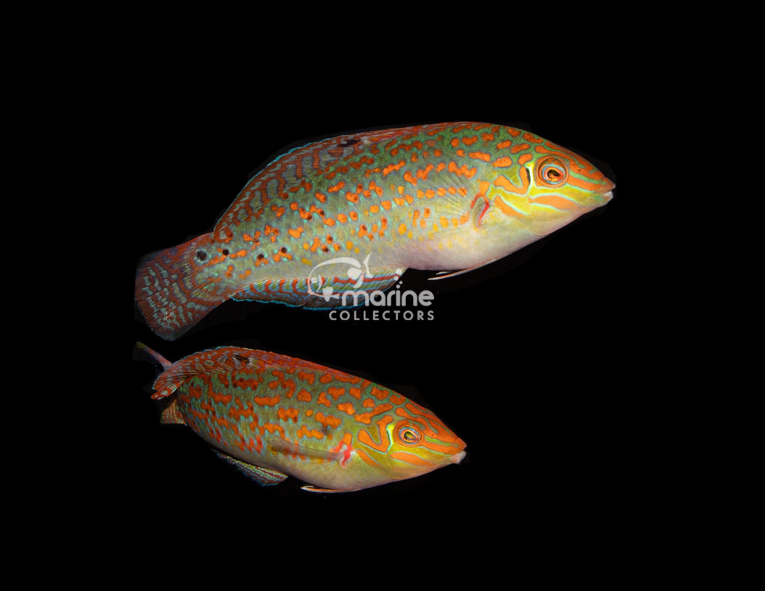 Timor Wrasse Saltwater Fish Marine Collectors
