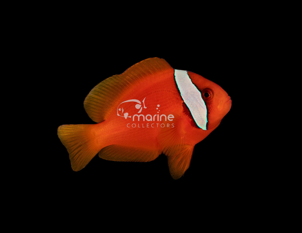 Tomato Clownfish (WILD)-Marine Collectors