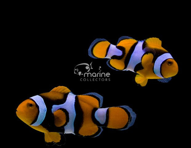 True Percula Clownfish (Wild Caught)-Marine Collectors