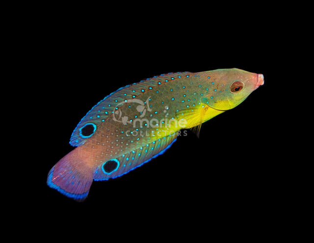 Twisti Wrasse-Marine Collectors