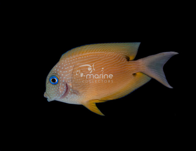 Two Spot Tang-Marine Collectors