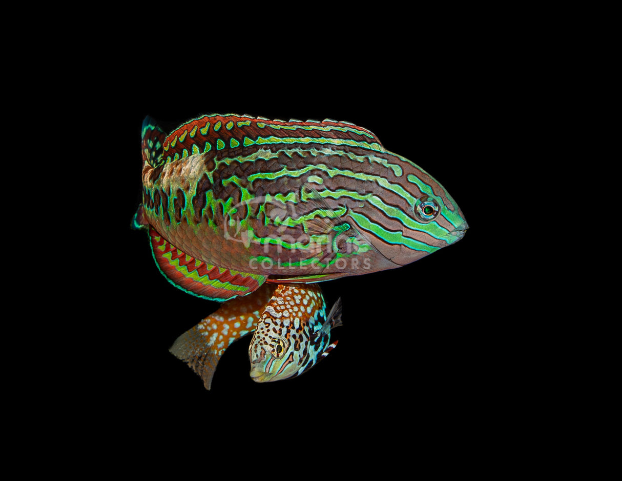 Vermiculate "Blue Star" Leopard Wrasse-Marine Collectors