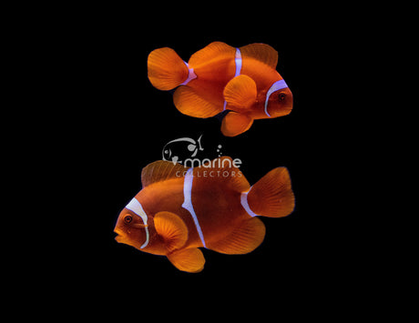 White Stripe Maroon Clownfish (WILD)-Marine Collectors