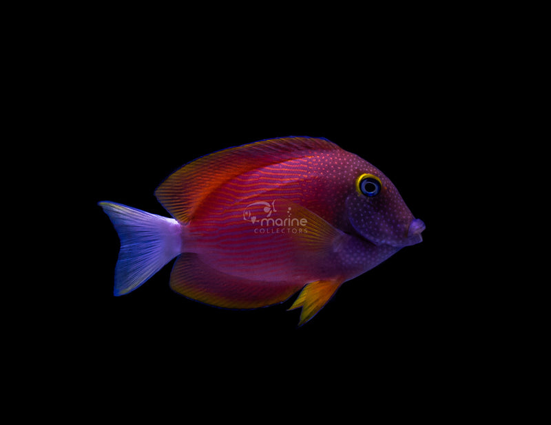 White Tail Tang-Marine Collectors