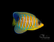 Yellow Belly Regal Angelfish-Marine Collectors