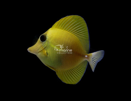 Yellow/ Scopas Hybrid-Marine Collectors