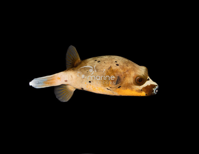 Yellowbelly Dogface Puffer-Marine Collectors