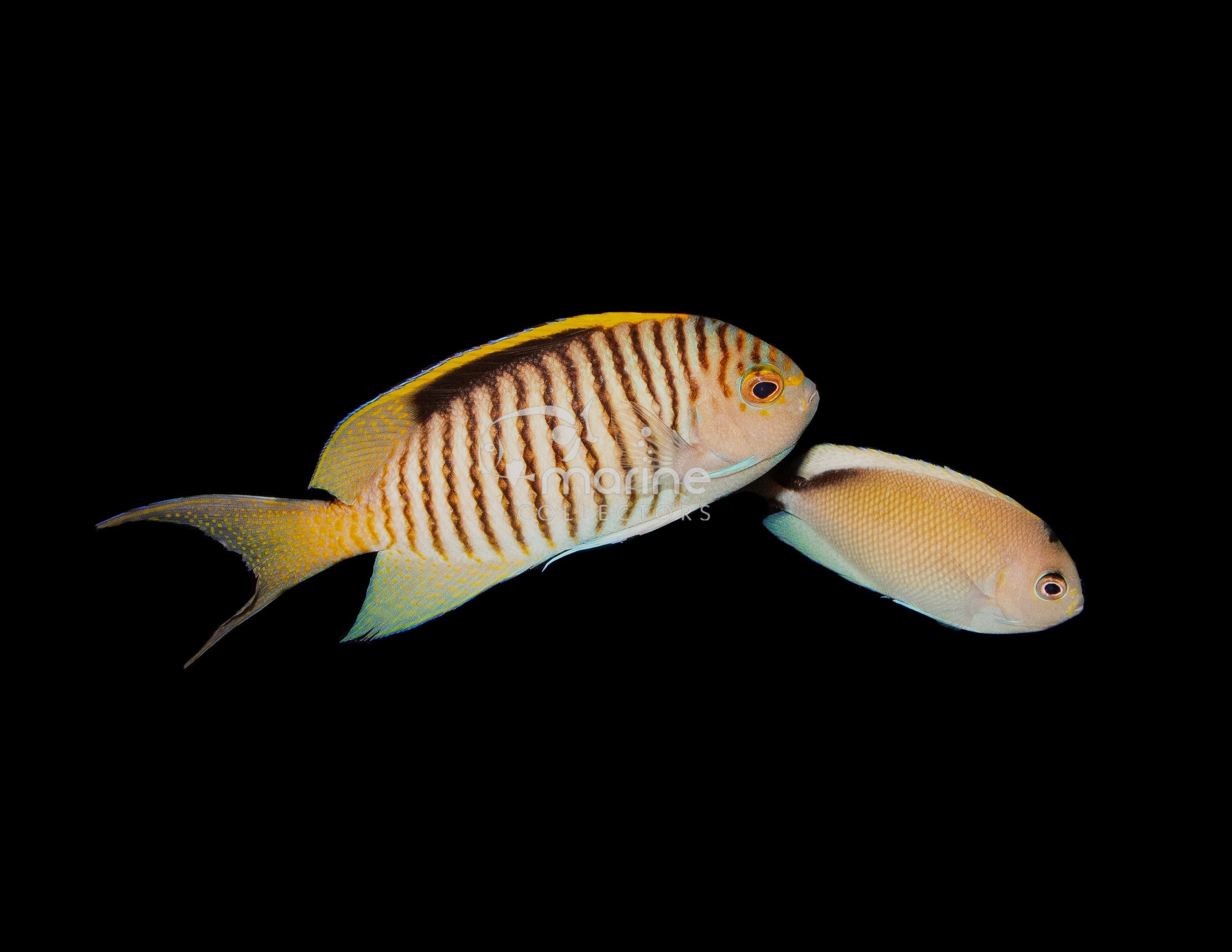 Zebra Lyertail Angelfish - Saltwater Fish – Marine Collectors