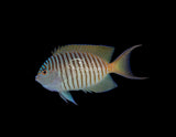 Zebra Swallowtail Angelfish-Marine Collectors