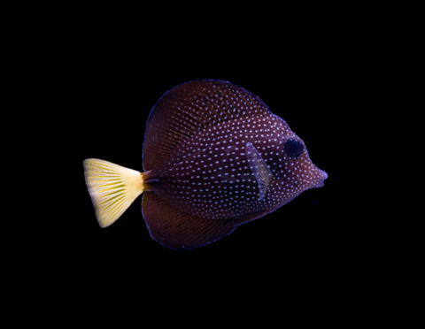 Gem Tang